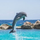 Zwemmen met dolfijnen in Californië en Las Vegas