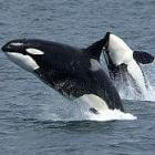 Tenerife: Loro Parque � Orca Ocean
