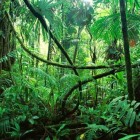 Met een Marron door het oerwoud van Suriname
