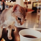Kattencafés: Drink koffie met katten in hotspots van Europa