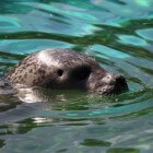 Zeehonden spotten en zeehondentocht in Zeeland