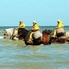 Garnalen vissen op een paard in zee; uniek in de wereld!