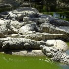 Everglades: tien mooie plekjes die je niet mag missen