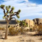 Joshua Tree National Park Californië: 7 bezienswaardigheden