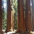 Mammoetbomen en zwarte beren in Sequoia (Californië)