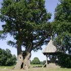 De Kroezenboom: een beschermende boom