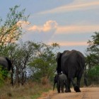 Zelf op safari in het Krugerpark van Zuid-Afrika