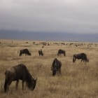 Serengeti, vlakte zonder einde