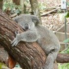 Knuffelen met koala's in Kuranda (Australië)