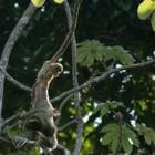 Nationale Park Manuel Antonio – Costa Rica
