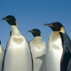 Antarctica, 'wet landing' op Hannah Point met veel pinguïns