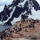 Antarctica, Petermann Island