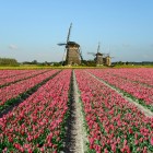 Waarom kiezen Chinese toeristen voor Nederland