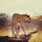 Oostkust van Zuid-Afrika: Krugerpark tot St Lucia Wetlands