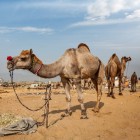 Met kinderen op vakantie naar Tunesië