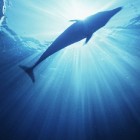 Tadoussac: de ideale plaats om walvissen te spotten