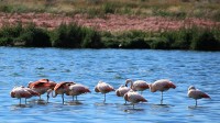 Flamingo's in Laguna Nimez / Bron: Liam Quinn, Wikimedia Commons (CC BY-SA-2.0)