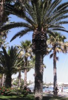 De palmboom is een veel voorkomende boom op Kos