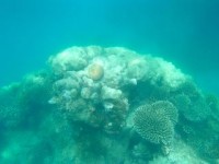 Het schitterende koraal wat je overal onderwater kunt vinden