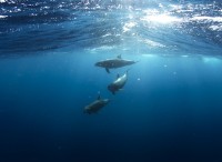 Dolfijn voor de Azoren / Bron: Unsplash, Pixabay