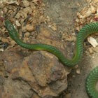 Common Bush Snake <STRONG>O</STRONG> / Bron: Silgambia