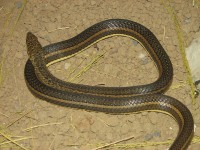 Sand Snake <STRONG>GO</STRONG> / Bron: Ltshears (Trisha M Shears), Wikimedia Commons (Publiek domein)
