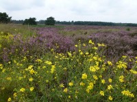 Nationaal Park Loonse-en Drunense duinen
