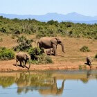 Slapen in het Krugerpark: overnachtingskamp Olifants