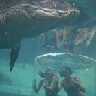 Zwemmen met krokodillen in Crocosaurus Cove (Darwin)