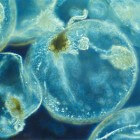 Zeevonk – Lichten van de zee door luciferase in plankton