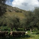 Molise, een authentieke streek in Italië
