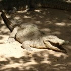 De Kachikally Crocodile Pool in Gambia