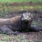 Komodovaraan: de draak van Indonesië