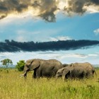 Zuid-Afrika: alles over Kruger nationaal park