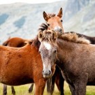 Paardrijden in de vakantie: met/voor kinderen en tieners