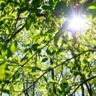 Wandelen in het Zoniënwoud - Een aanrader