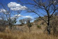 Kruger National Park / Bron: Amada44, Wikimedia Commons (Publiek domein)
