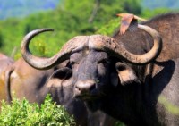 Buffelpopulaties waren zwaar aangetast door de runderpest  / Bron: Seepsteen, Rgbstock