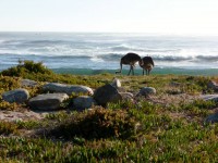 Struisvogels nabij Cape Point