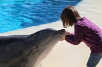 Dolfijnen ontmoeten in het Mirage hotel / Bron: 15299, Pixabay