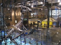 De indrukwekkende skeletten van dinosaurussen / Bron: Bernard J. Noël, Wikimedia Commons (CC BY-SA-3.0)