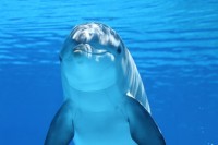Zwemmen met dolfijnen in Amerika: een unieke ervaring! / Bron: Claudia14, Pixabay