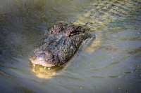 See you later, alligator / Bron: JamesDeMers, Pixabay
