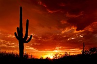 De saguaro, een symbool van het zuidwesten van de VS / Bron: Saguaro Pictures, Wikimedia Commons (CC BY-3.0)