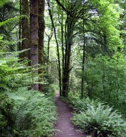 Forest Park, een van Portlands mooiste bezienswaardigheden / Bron: EncMstr, Wikimedia Commons (CC BY-SA-3.0)