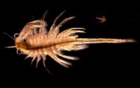 De unieke garnaal 'brine shrimp' leeft alleen in Mono Lake / Bron: Djpmapleferryman, Wikimedia Commons (CC BY-2.0)
