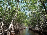 Mangroves verkennen in de Everglades / Bron: Ravini, Pixabay