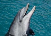 Zwemmen met dolfijnen / Bron: Mikakaptur, Pixabay