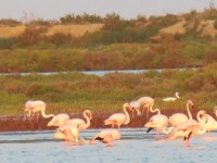 Flamingos in de Ebro-delta / Bron: Tracey & Doug, Flickr (CC BY-SA-2.0)
