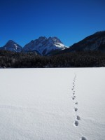 Winter in Tirol / Bron: Moostapper, Pixabay